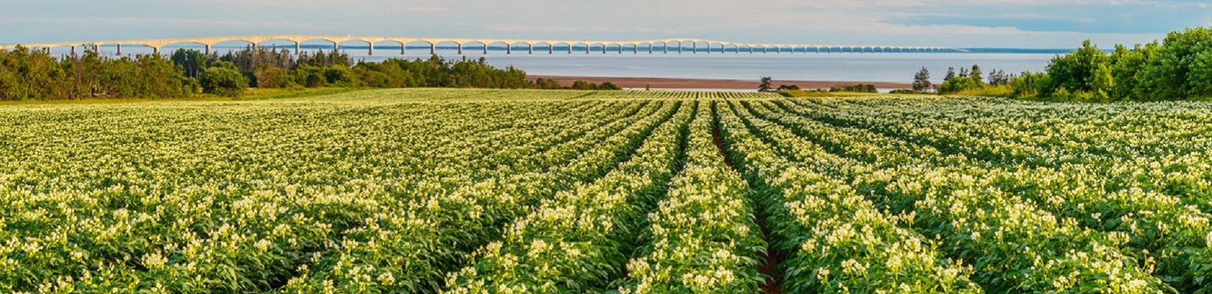 Un champ de pommes de terre avec le pont de la Confédération visible à l'arrière-plan.