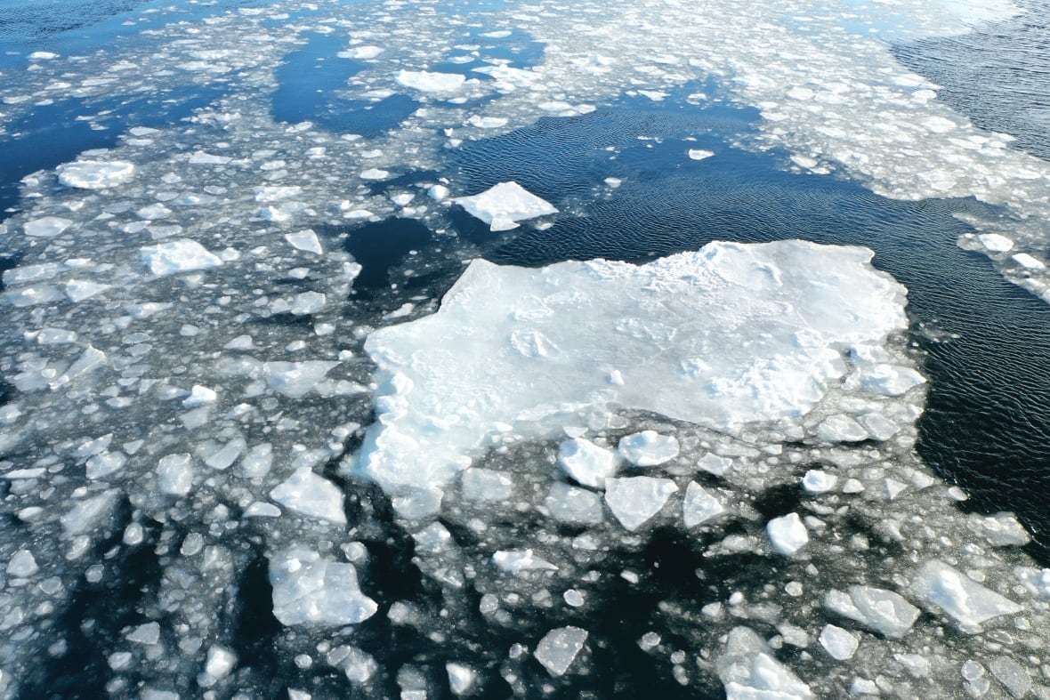 Chunks of ice of various sizes melting in open water. 