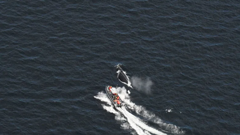 Vue aérienne d'un petit bateau à côté d'une baleine dans l'eau.