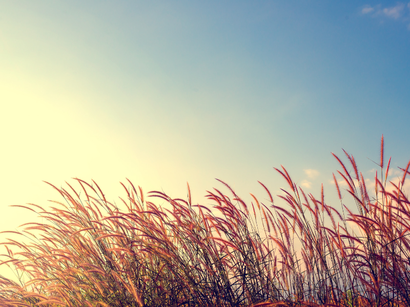 Herbes rouges devant un ciel bleu.