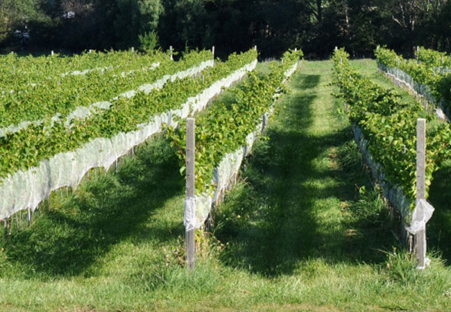 Rows of plants in a green vineyard. 