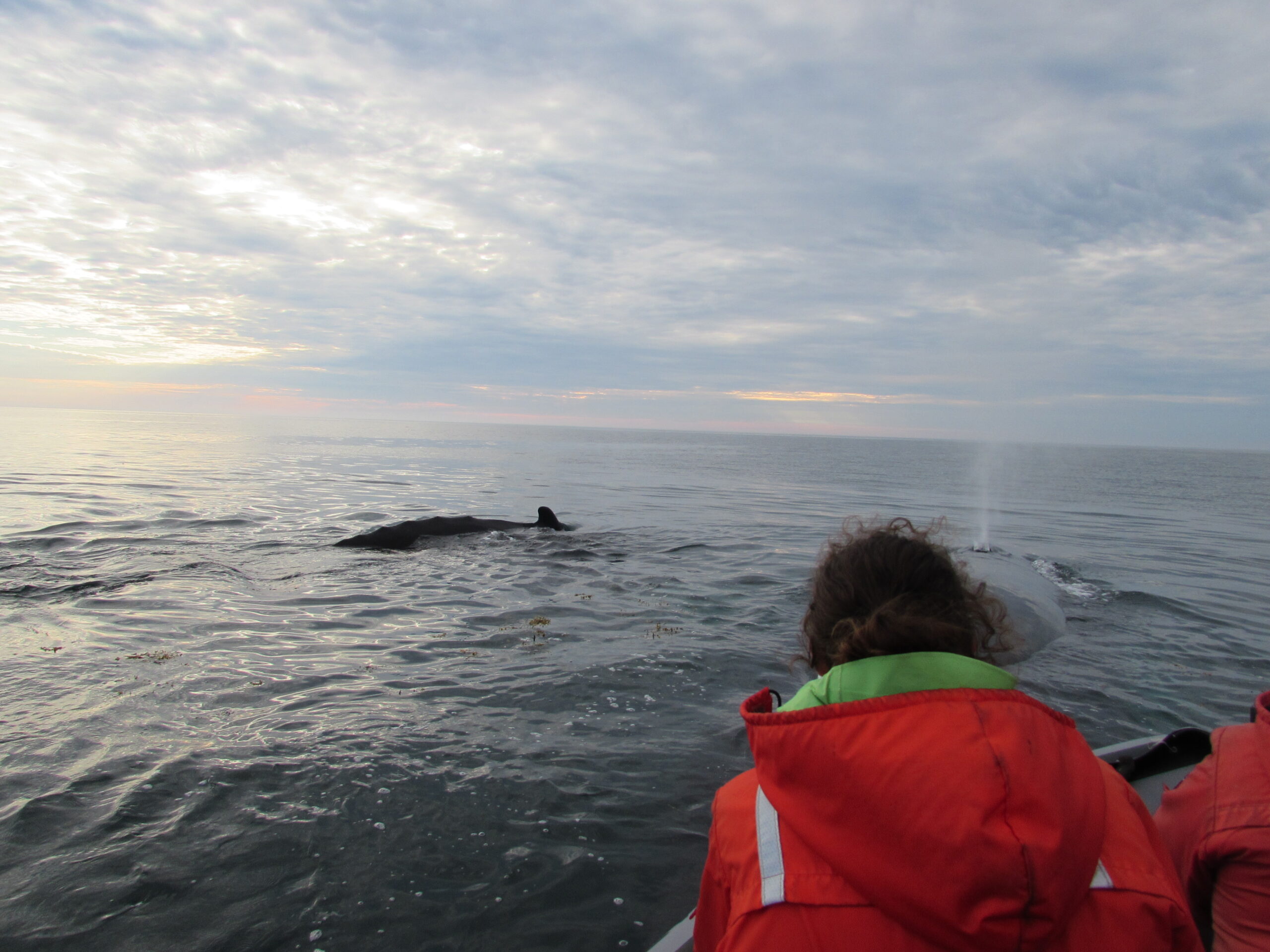 A person in a boat observes a whale in the water nearby. 