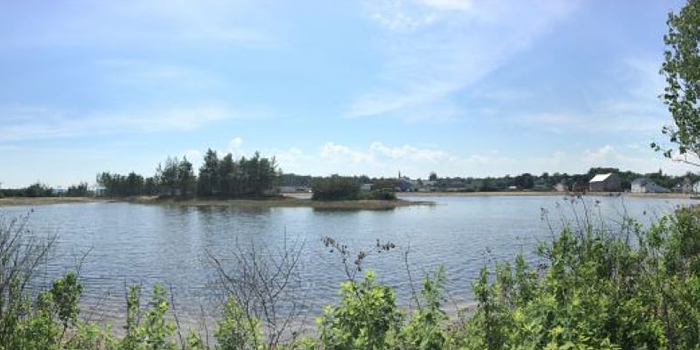 A large pond on a sunny with greenery in the foreground. There is an island with trees in the middle of the pond, and buildings can be seen in the background.