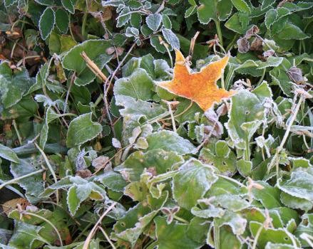 A patch of frosted-covered green plants on the ground, with one orange fallen leaf among them.