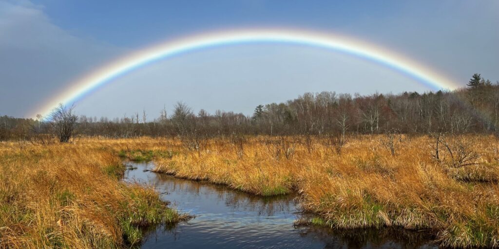 A wetland with brown trees and grasses, with a rainbow in the sky above.