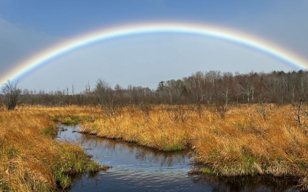 A wetland with brown trees and grasses, with a rainbow in the sky above.