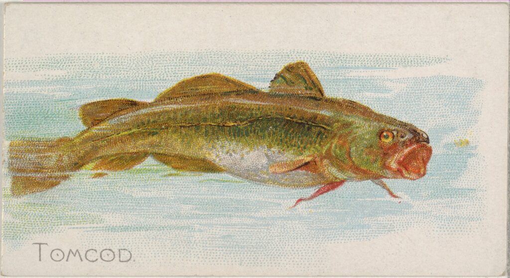 A watercolour painting of a greenish yellow fish with its red mouth agape.