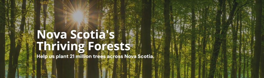 nova scotias thriving forests Forêt traversée par la lumière du soleil