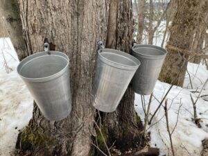 Image of a sugar maple tree tapped to collect sap for maple syrup. There are 3 taps and 3 bucks on the tree.