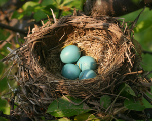 Image of four blue robin's eggs in a brown nest surrounded by green leaves.