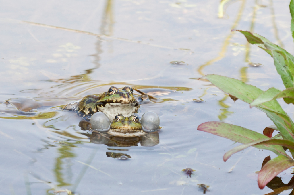 Two green frogs on the surface of a body of water. The frog in the front is puffing out its cheeks.