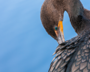A double-crested cormorant preens its feathers.