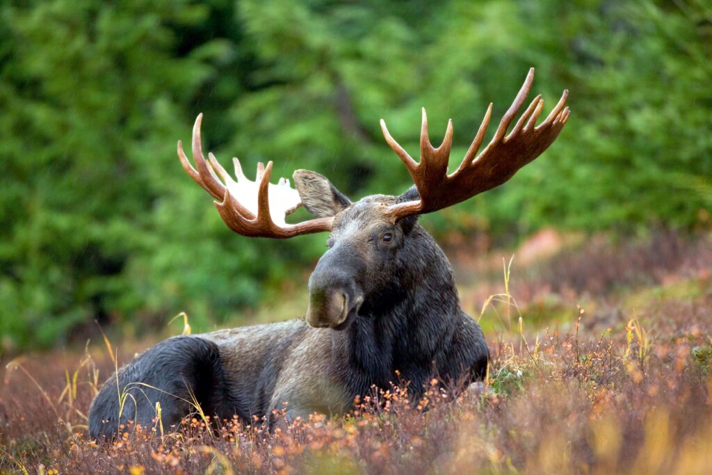 A male moose in a field next to a forest.