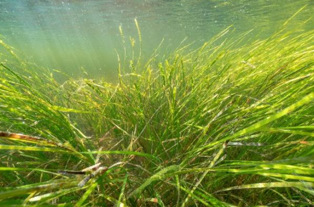 Le français suit</p>
<p>An image of underwater eelgrass.<br />
Une image d'herbes sous-marines.