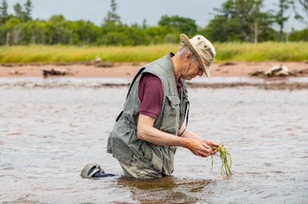 Le français suit</p>
<p>An image of an individual kneeling in water, examining eelgrass in their hands.<br />
Image d'une personne agenouillée dans l'eau, examinant des zostères dans ses mains.<br />
