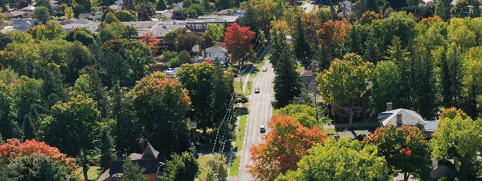 Image of neighborhood with many trees of different colours