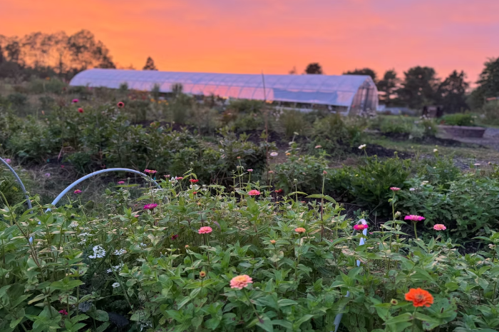 Veteran Farm Project Farm at sunset with flowers in the foreground.