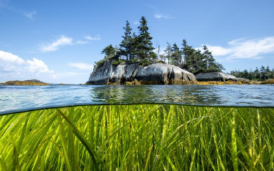 Climate Adaptation Stories: Eelgrass and Coastal Resilience