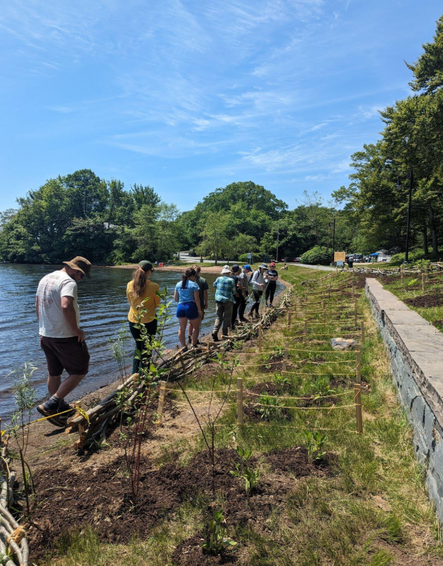 Le français suit. Another view of the shoreline at Birch Cove beach, highlighting the constructed wattle fence as well as a number of people walking along the coast examining the fence. Une autre vue du littoral à la plage de Birch Cove, mettant en évidence la clôture en osier construite ainsi qu'un certain nombre de personnes marchant le long de la côte et examinant la clôture.